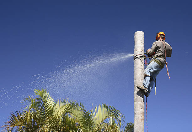 How Our Tree Care Process Works  in  Redfield, AR