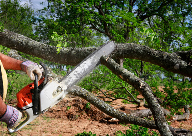 Trusted Redfield, AR Tree Removal Services Experts